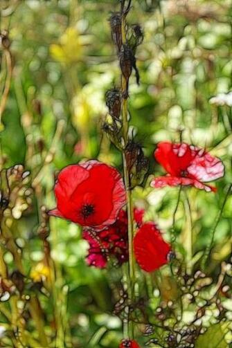 Flowers Monet Style Waterlily And Poppies