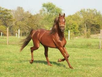 Pin Saddlebred Animalae