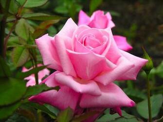Purple Rose Desktop Pc And Mac Wallpaper