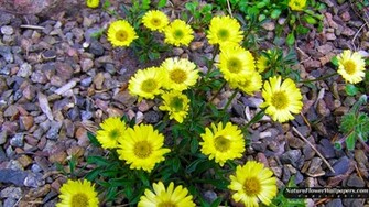 Yellow Flowers In Gravel Wallpaper Resolution