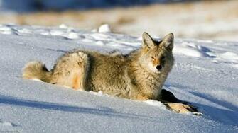 Coyote Lamar Valley Yellowstone National Park HD Wallpaper Creative