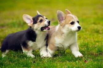Welsh Corgi Puppies Wallpaper HD Animals