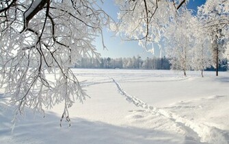 Snowy Trees Winter HD Wallpaper