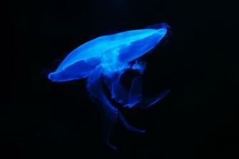 Aurelia Aurita Moon Jellyfish Quotes