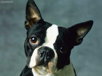 Boston Terrier Animals
