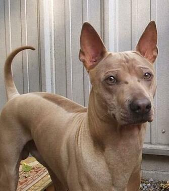 Thai Ridgeback Photo Dog Face And Wallpaper