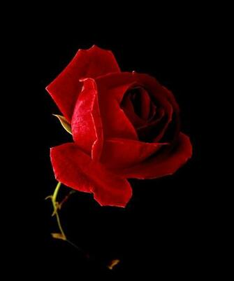 Red Rose On Black Background