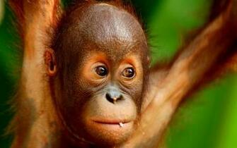 Orangutan Wallpaper And Background Image Net