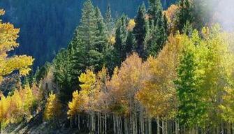 Aspen Trees Wallpaper Substituted By Ariesienne No Big Deal Colors