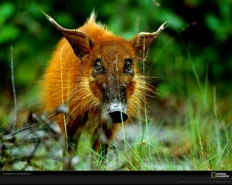 Western Bush Pig Picture Desktop Wallpaper