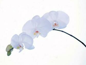 Pure White Orchid Widescreen Wallpaper Wide Net