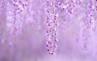 Wisteria Wallpaper