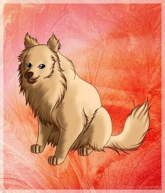 Pomeranians Pomeranian