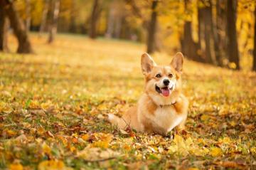 Corgi Wallpaper For Android Apk