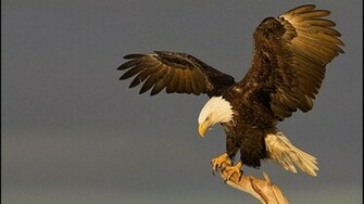 Animal Eagle Wallpaper