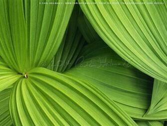 Mountain Montana Wallpaper Adirondacks Adirondack Park