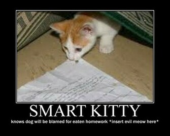 Lolcats Desktop Wallpaper
