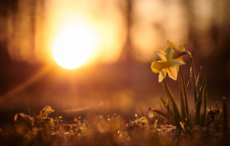 Wallpaper The Sun Rays Light Sunset Flowers Nature