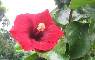 Tropical Flowers