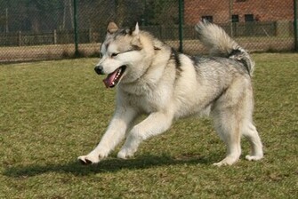 The Alaskan Malamute Wallpaper