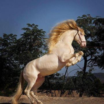 Kakuz On Horses Andalusian Horse Pictures