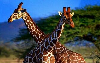 Giraffe Wallpaper Animals Library