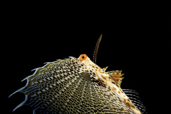 Flying Gurnard Wallpaper