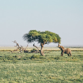 4k Elephant Wallpaper