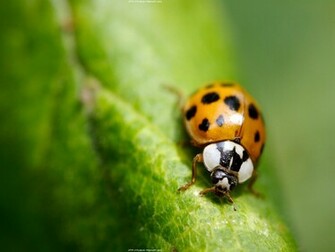 Lady Bug Wallpaper Animal Literature