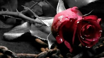 One Red Rose High Quality And Resolution Wallpaper On