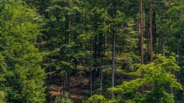 Desktop Wallpaper Schwarzwald Nature Forests Trees