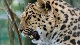 Windows HD Wallpaper Lions And Tigers