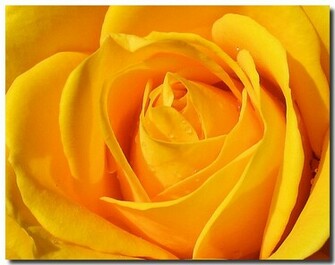 Yellow Roses