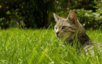 Cat Wallpaper Widescreen HD By