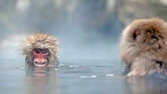 Japanese Macaque Wallpaper X Net