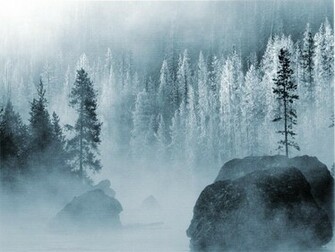Winter Forest Wallpaper