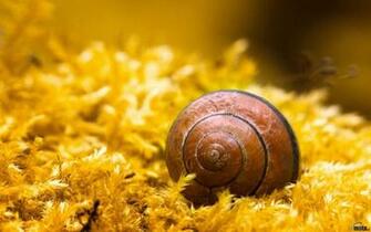 Wallpaper Brown Snail X Widescreen Desktop