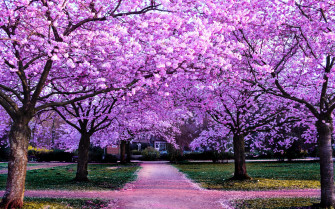 Cherry Blossom Trees Wallpaper 4k Purple Flowers Pathway Park