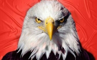Albanian Aagle Wallpaper