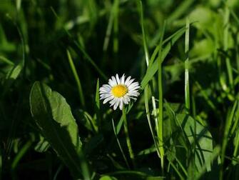 Daisy Desktop Pc And Mac Wallpaper