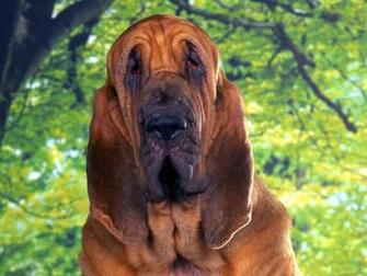 Wallpaper Photography Beautiful Puppies