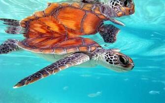 Best Honu Wallpaper Mele