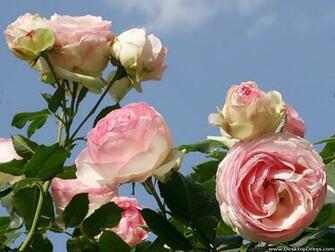 Wallpaper Flowers Gardens Background Light Pink Roses