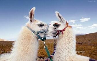 Wallse Llama Wallpaper