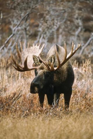 Bull Moose Alces Grazing In The Mountains Autumn