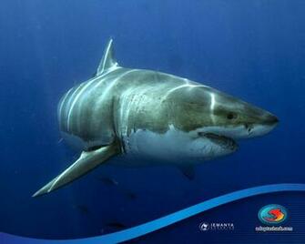 Great White Shark Animals Memes