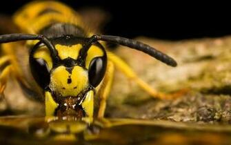 Bee Wallpaper Pets Cute And Docile