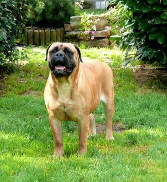 Bullmastiff Wallpaper HD