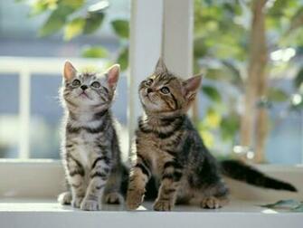 Windows Male Cats Female Wallpaper Cat