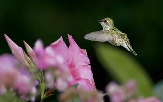 Hummingbird Computer Wallpaper Desktop Background Id
